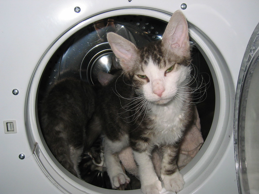 Cats in Dryer Simon Gianoutsos Flickr