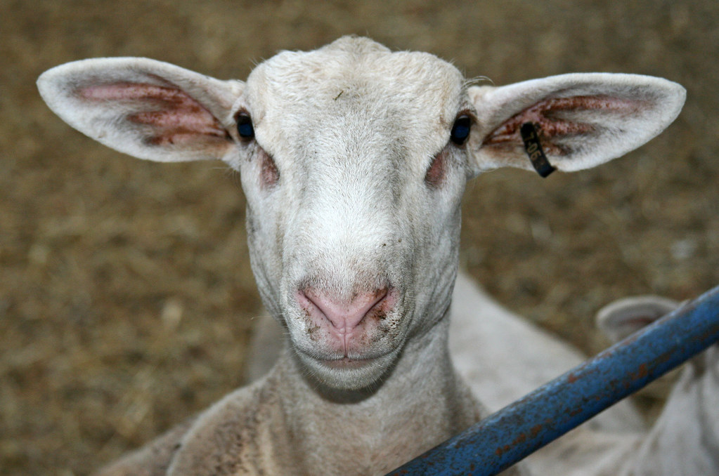 Ears A five month old ram lamb I call Ears, for obvious re… Flickr