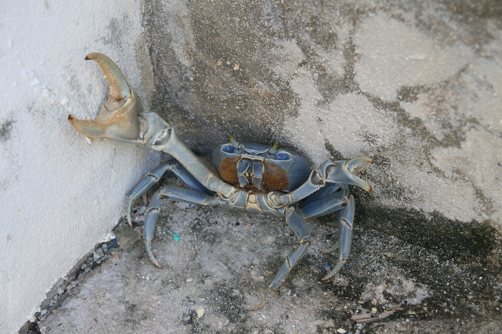 Giant Blue Land Crab A Giant Blue Land Crab cornered at th… Flickr