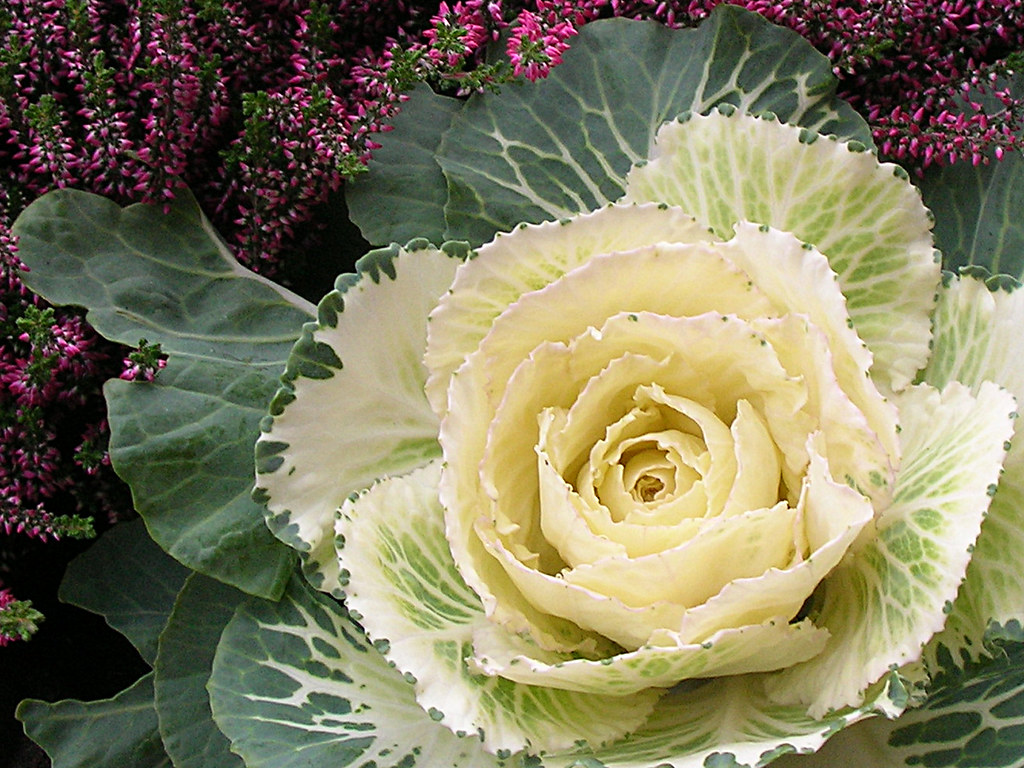 Stockholm Cabbage flower Flower in Autumn Olof Senestam Flickr