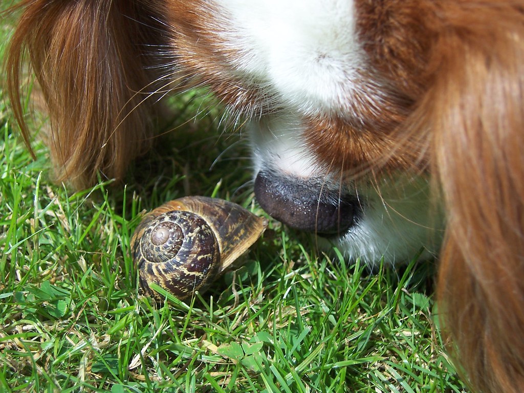"..Slugs and snails and puppy dog tails.." 11 June 07 Flickr
