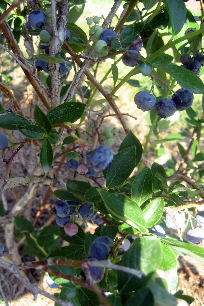 NJ Milford Phillips Farms Blueberries2 a photo on Flickriver