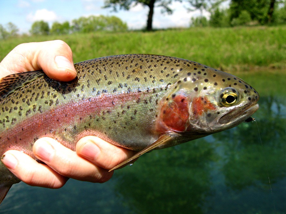 rainbow trout c&r rainbow trout from the channel helti Flickr