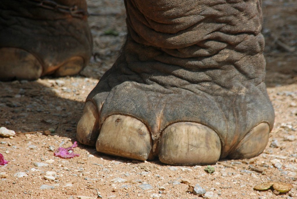 Elephant Foot, Northern Thailand Matthew Klein Flickr