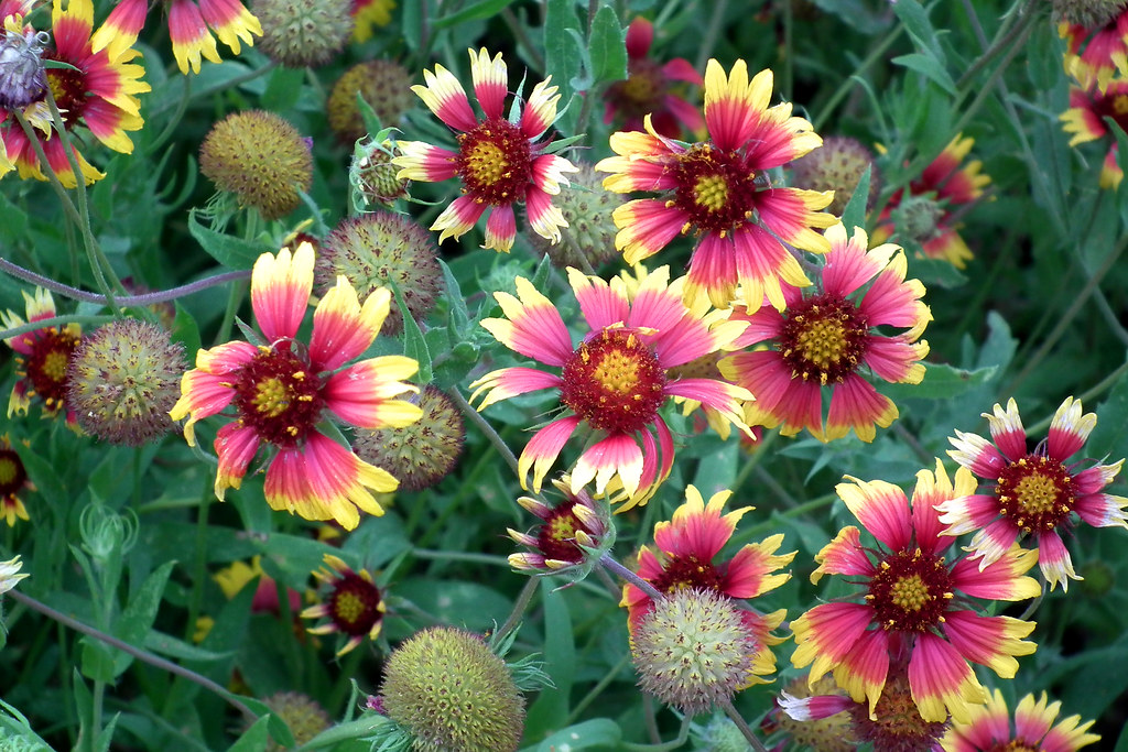 Red and Yellow Flowers I don't know what these are but the… Flickr