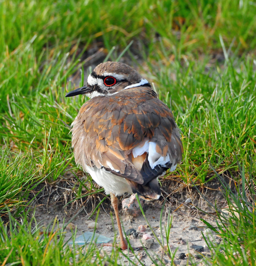 Killdeer on one leg ELI SKATES Flickr