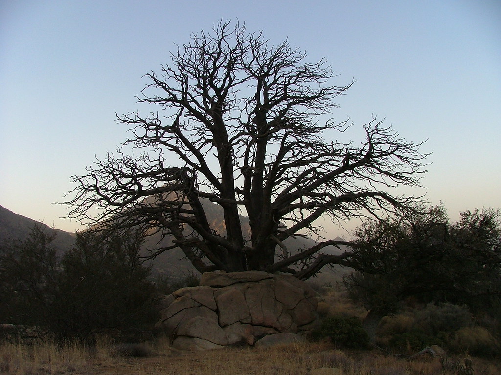 Tree, Organ Mountains, NM mitch116 Flickr