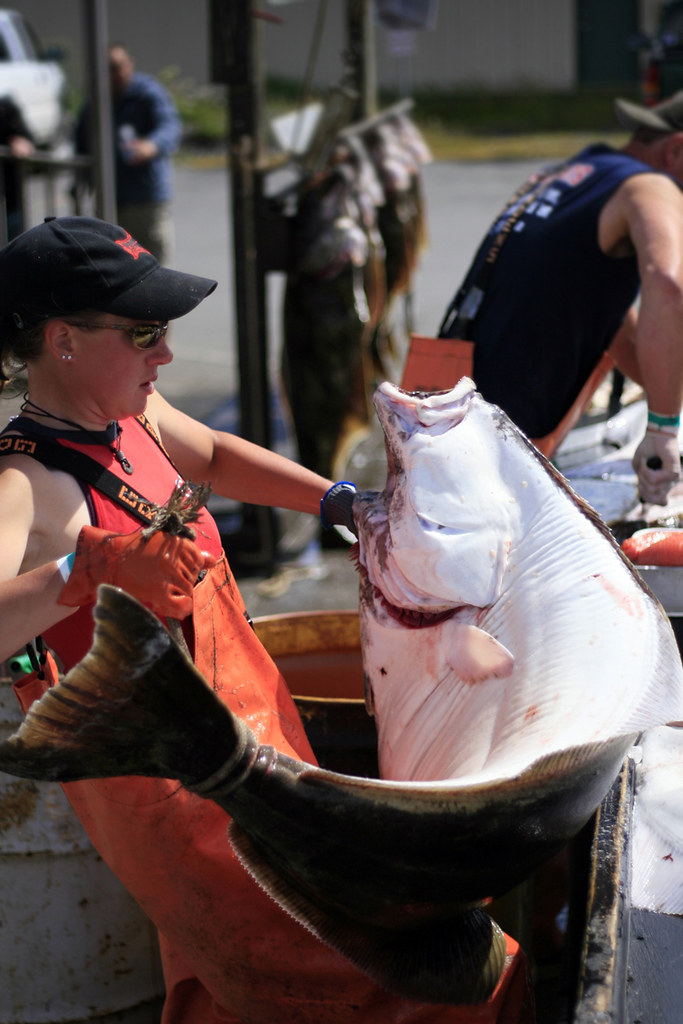 HOMER'S SPIT HALIBUT 60 pound halibut being lifted by girl… Flickr