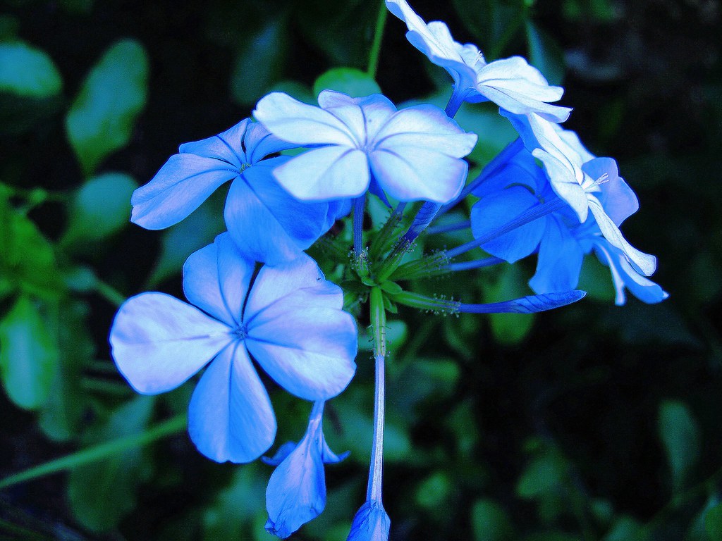 Violets These are violets but they are actually blue. And … Flickr