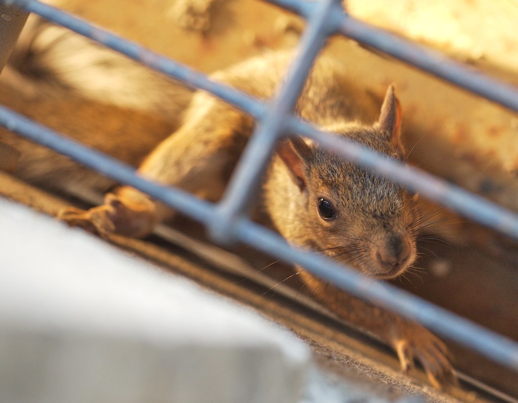 Amazingly insane squirrel The office I work in is located … Flickr