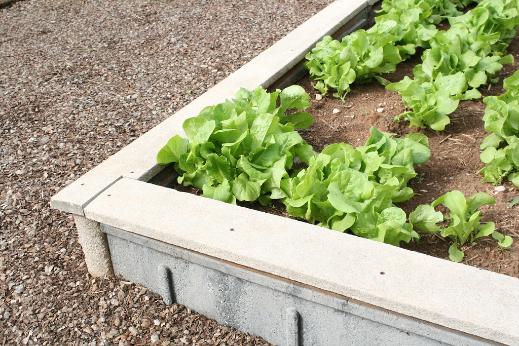 All sizes Lettuce in raised bed Flickr Photo Sharing!