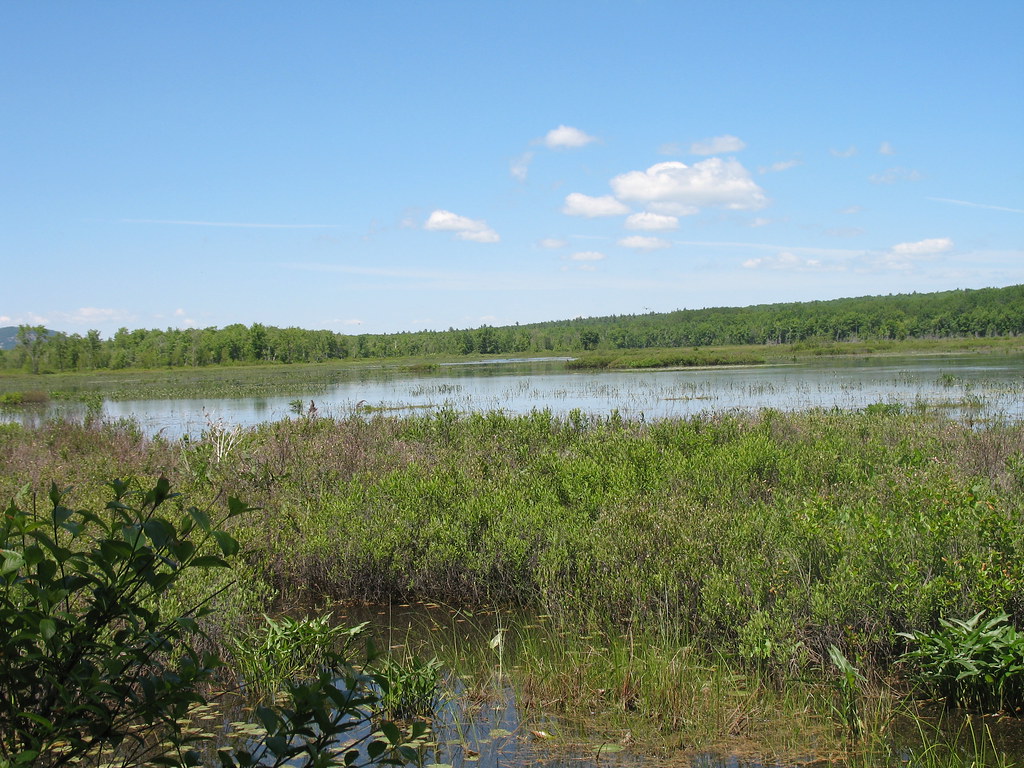 Brownfield Bog, Maine June 15, 2007 David Trently Flickr