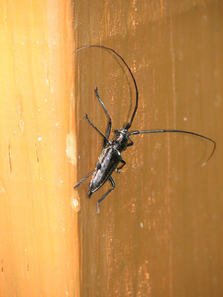 Big Black Beetle This a large beetle of which we saw many.… Flickr