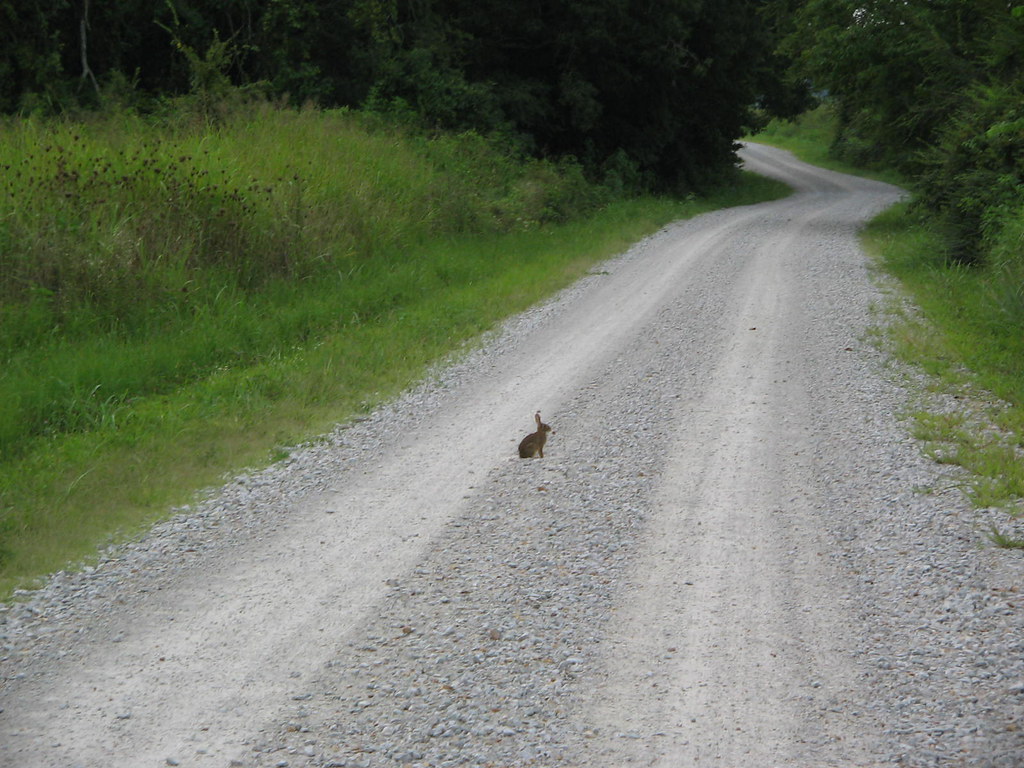 Wolf River WMA rabbit late in the day, you can nearly alwa… Flickr