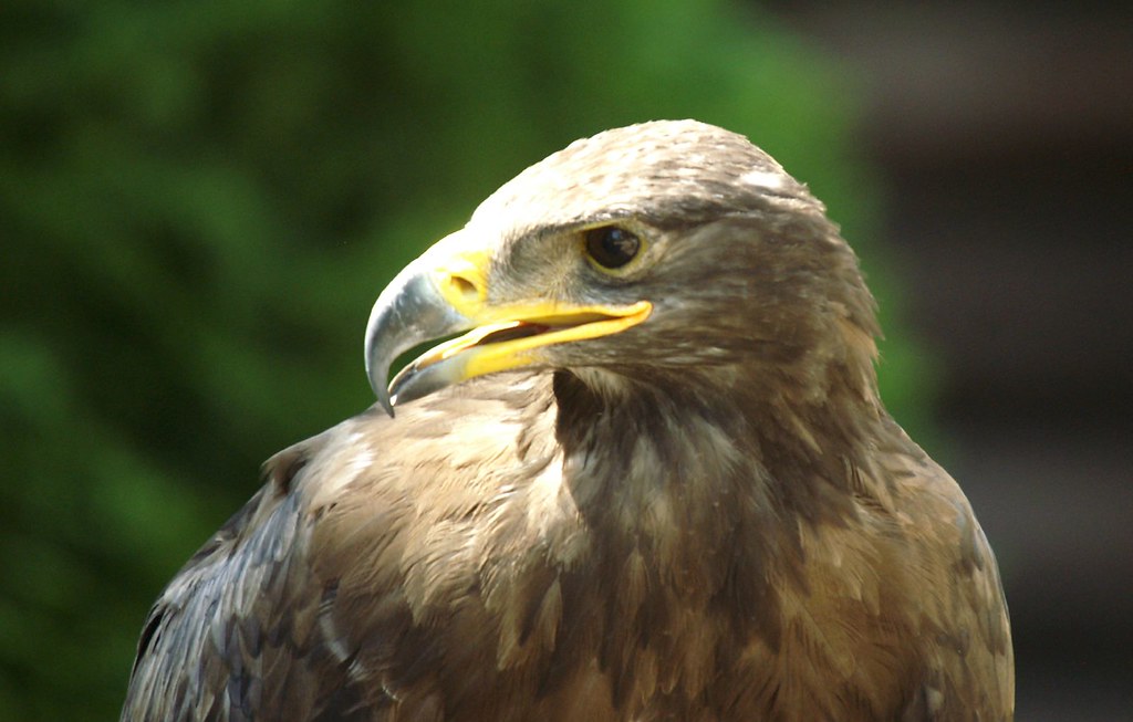 Águila dorada Golden Eagle Aquila chrysaetos Ferran Pestaña Flickr