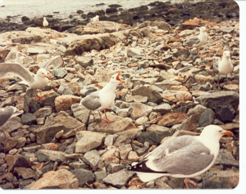 Seagulls on Mount Desert Island, Maine Scott Alan Miller Flickr