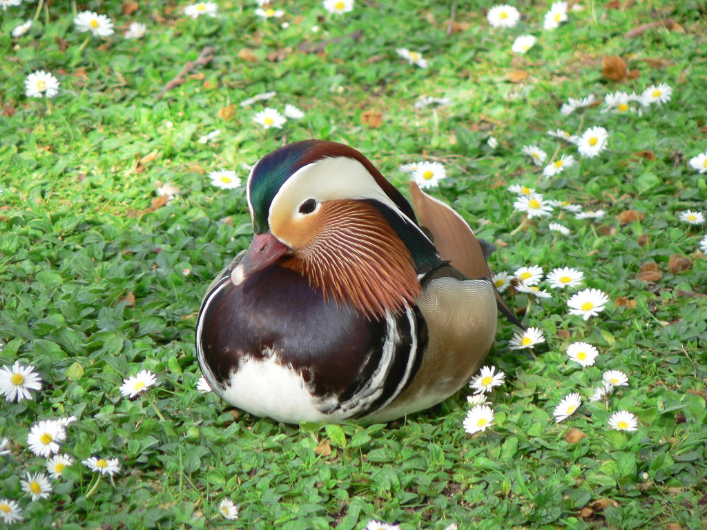 mandarin duck Mandarin Duck, aix galericulata, London, ENG