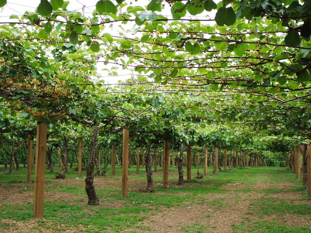 Kiwi Fruit Vines Kiwi Fruit plants are actually trees
