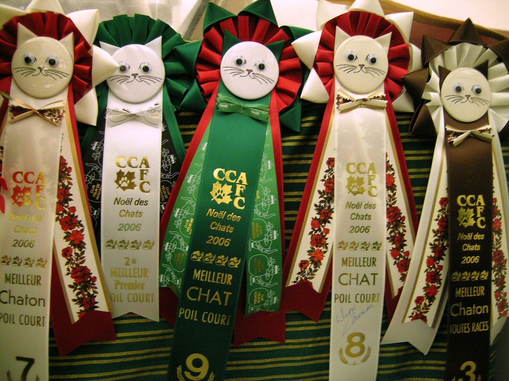 Montreal CAT SHOW Canadian Cat Show CCA / AFC a photo on Flickriver