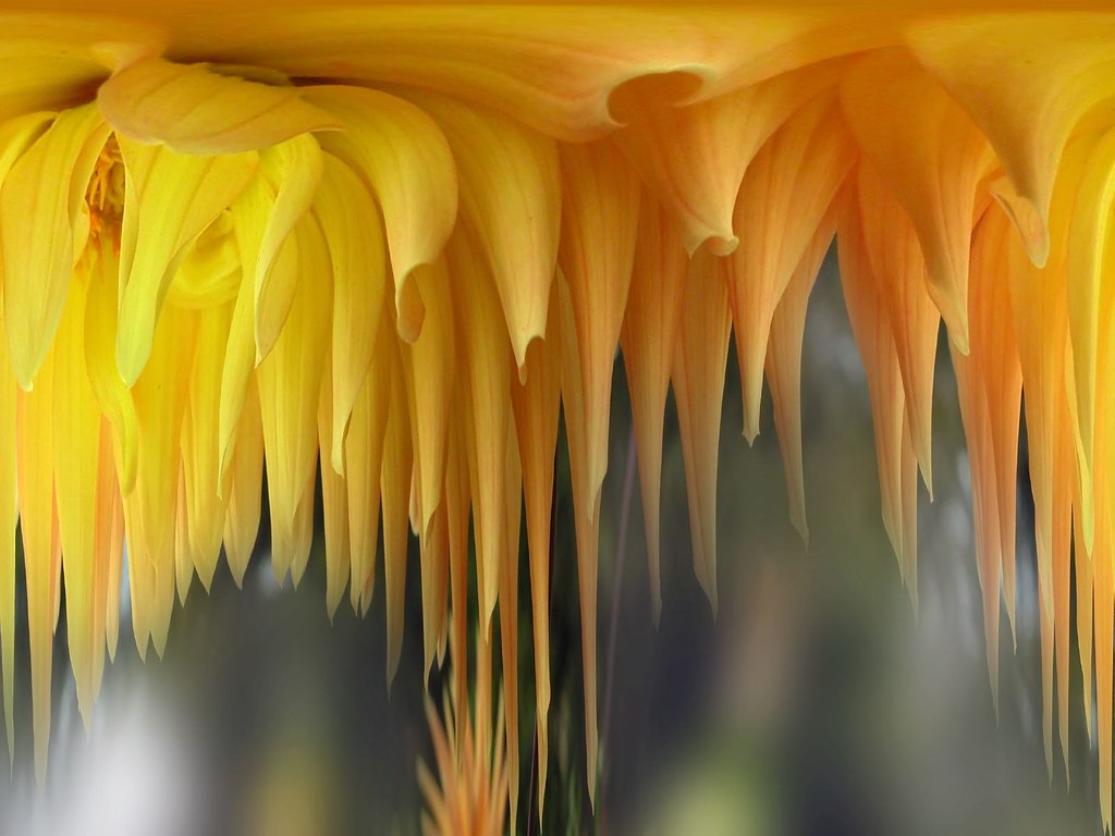 Mystify flower Rare flower fully digital composed Flower S… Flickr