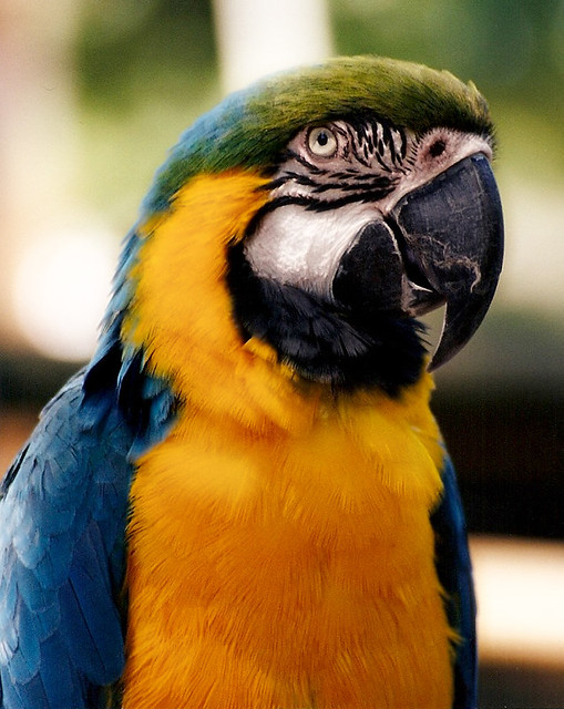 Blue Parrot Regalia One of the parrots at the Knoxville Zo… Flickr