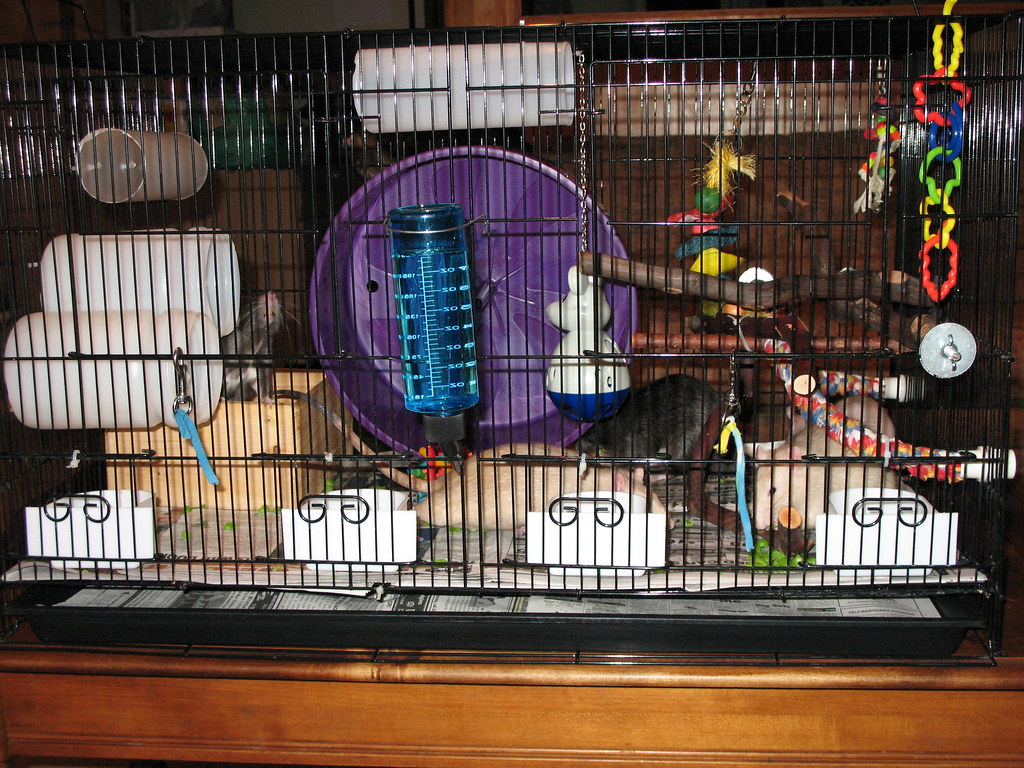 new rat playground Yard sale treasure! 4 cages 30x18x18 wi… Flickr
