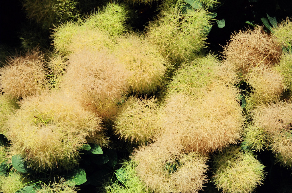 Arboretum Fuzzy seeds on a tree/huge bush. Stephen Daly Flickr