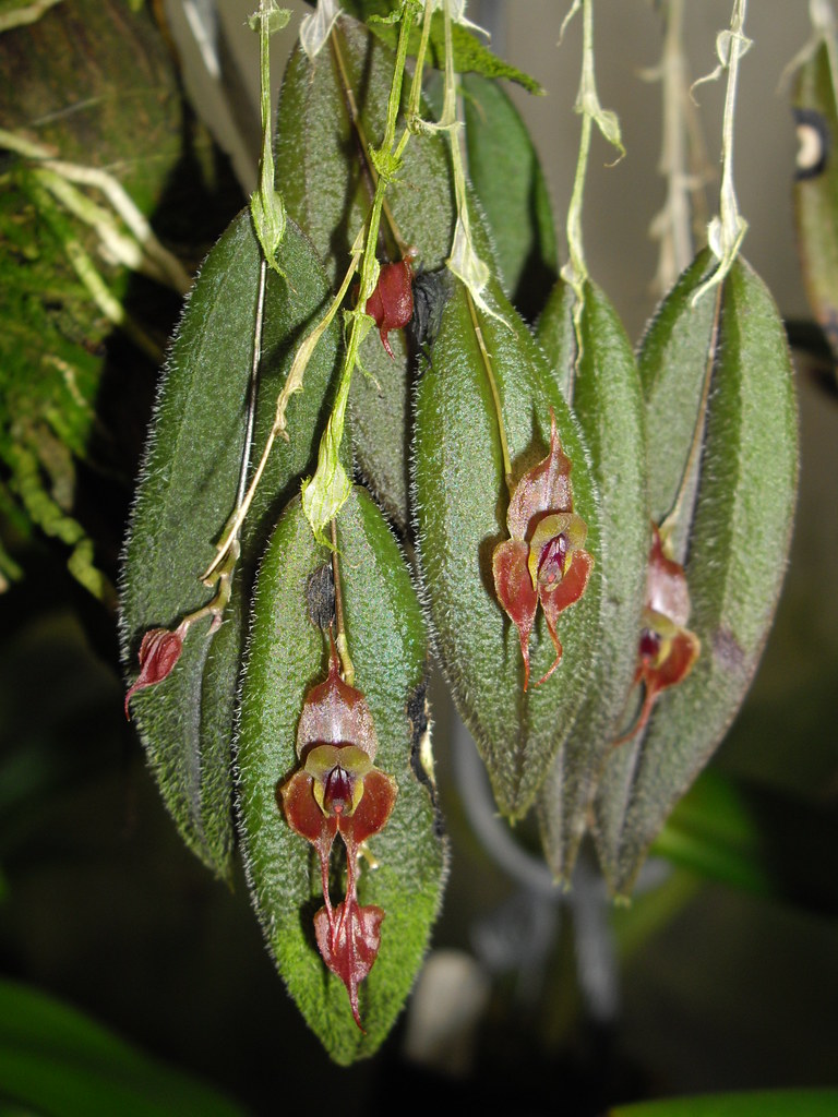 Lepanthes gargoyla 20090225 01 a photo on Flickriver