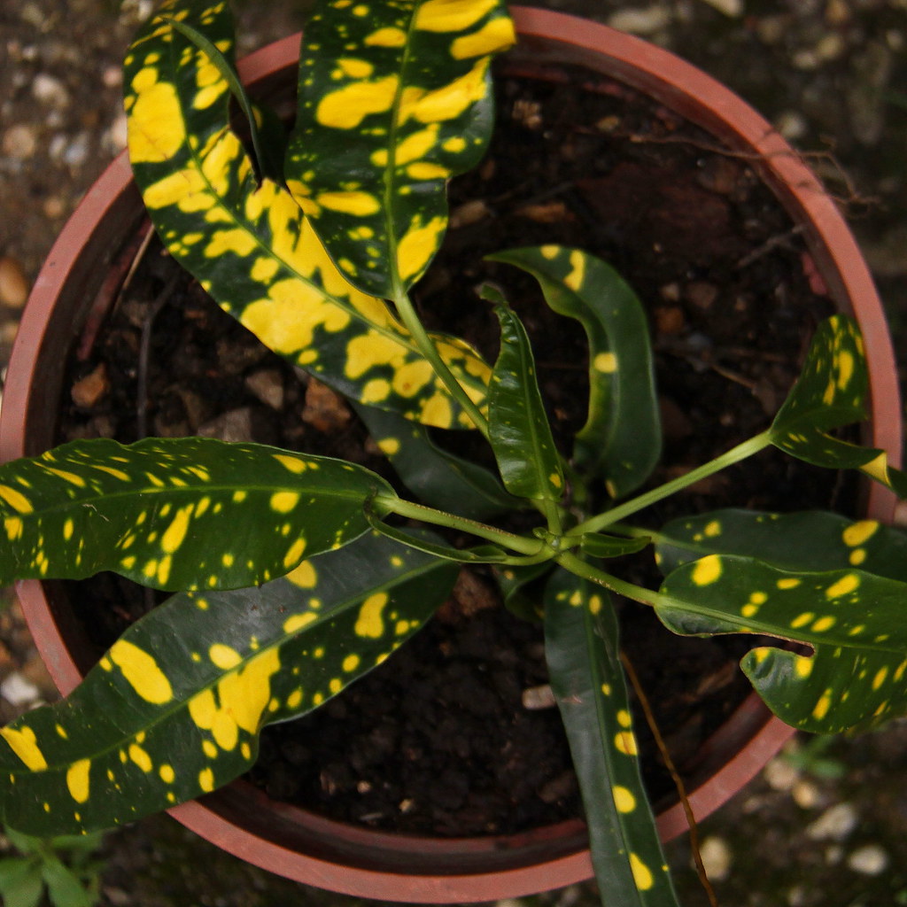 croton in flowerpot Mark Flickr