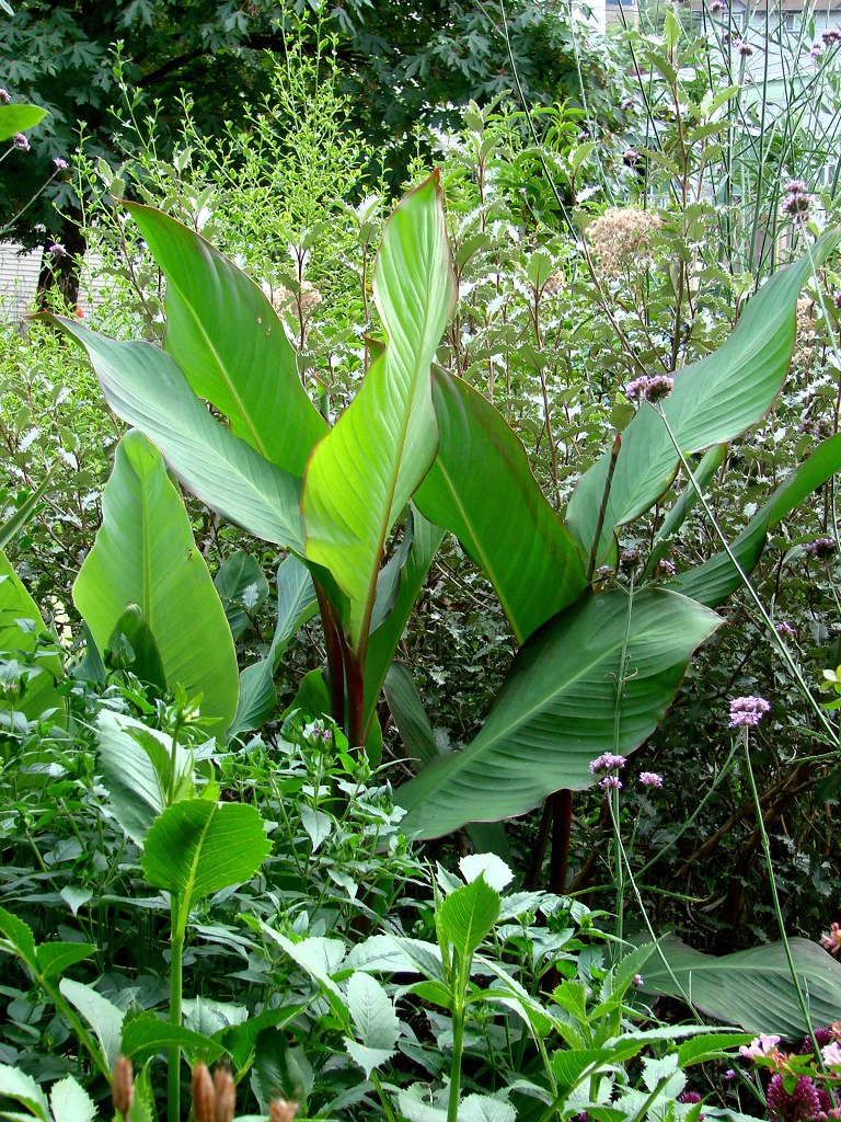 Banana Canna Banana canna, Canna indica 'Musifolia'. The l… Flickr