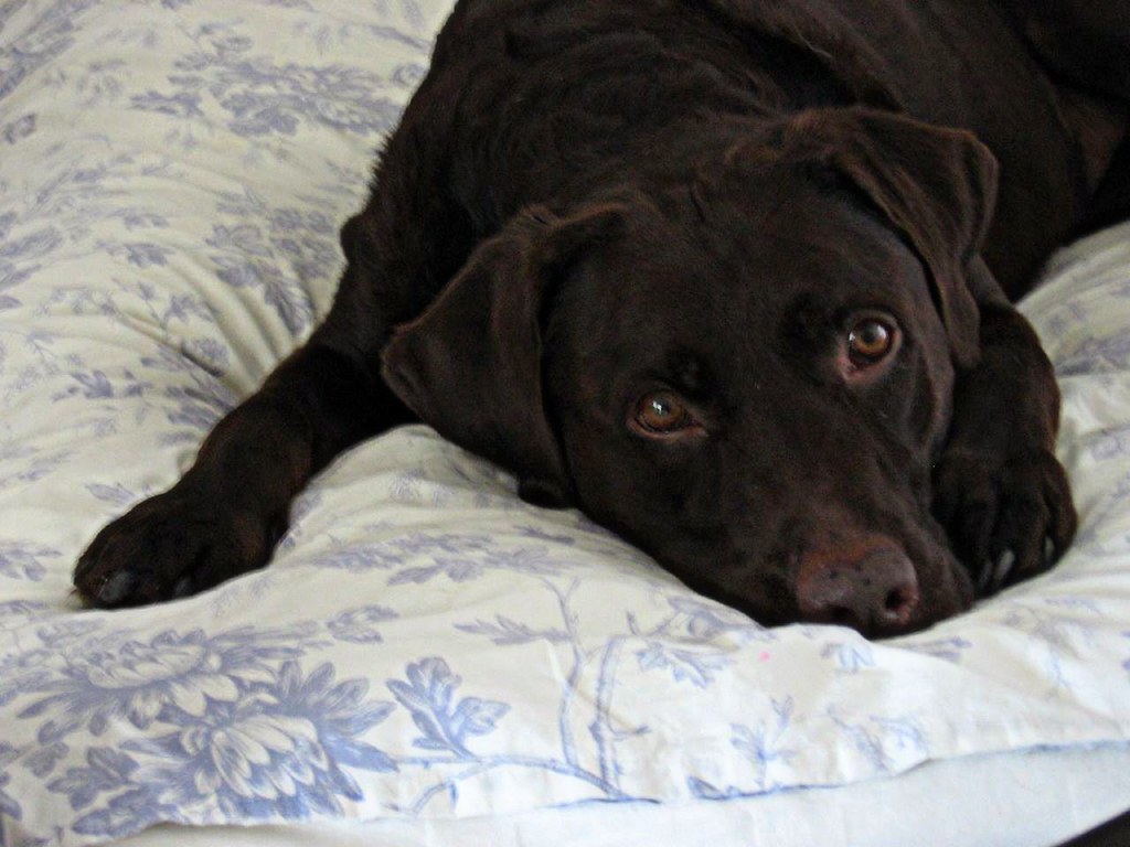 Bed hog withoneel Flickr