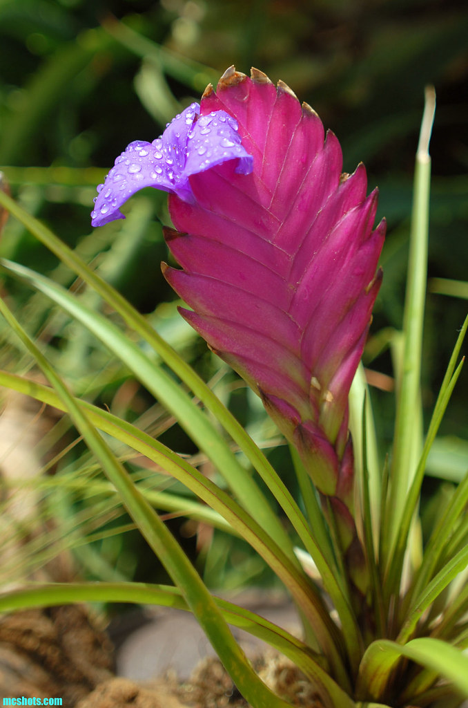 Ginger i didn't know these ginger plants got purple flower… Flickr