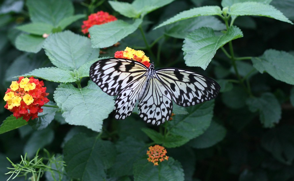 Butterflies at the Montréal Botanical Gardens Uploaded wit… Flickr