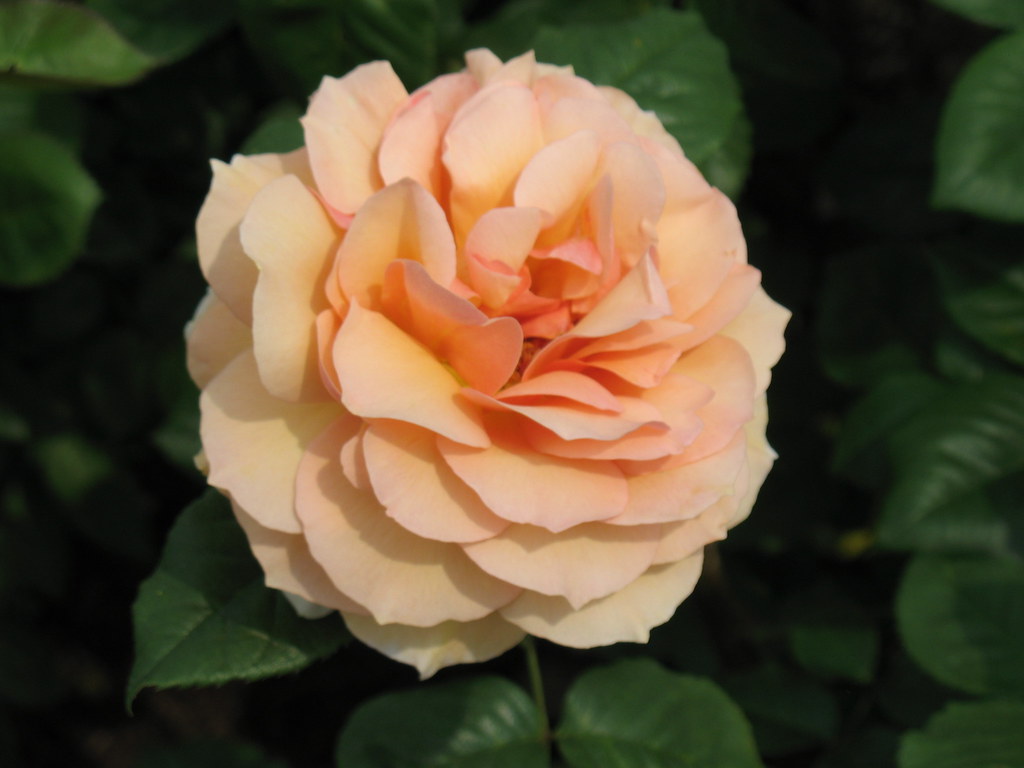 Rose 'Norwich Castle' A rose in the Brooklyn Botanic Garde… Flickr