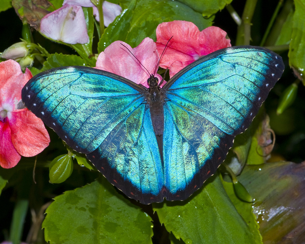 Blue Morpho Taken in Buckfastleigh Butterfly farm Barry & Carole