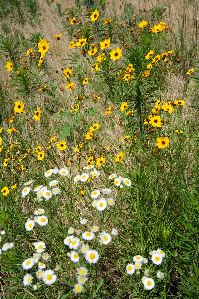 Kansas Wildflowers Flickr