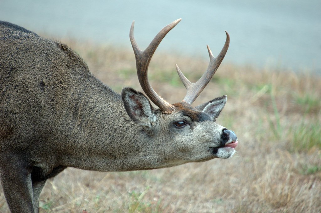 DSC_8100 Saw a herd of deer off the road upon return from … Flickr