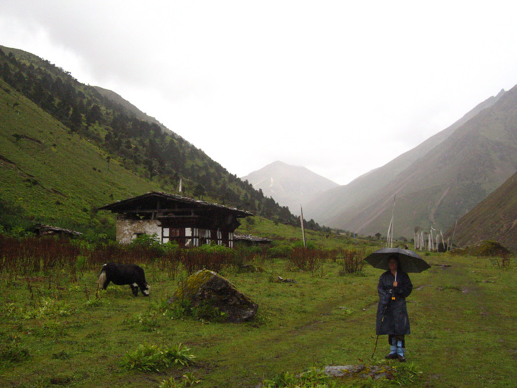 Bhutanese house, Yak, and umbrella lady Yak in Tibetan or … Flickr