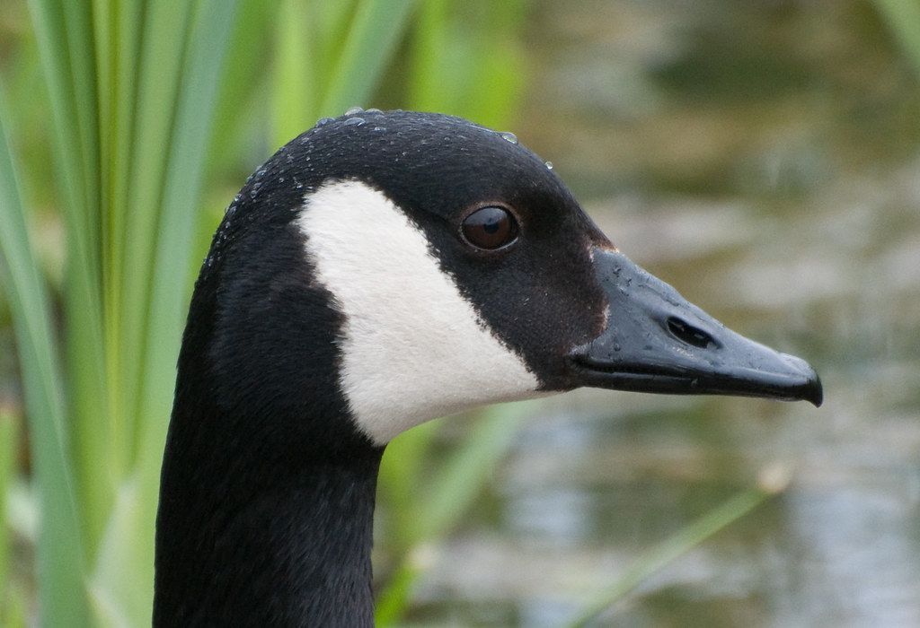 Canada Goose A Canada Goose keeps alert at RSPB Rye Meads … Flickr