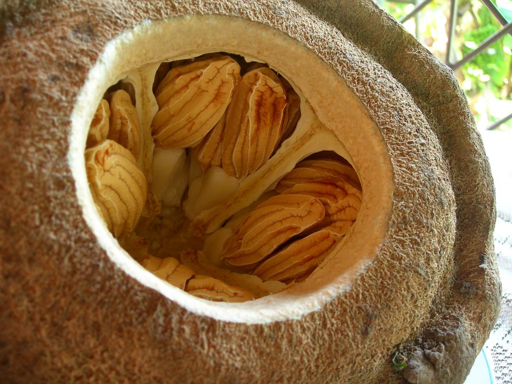 Brazil nut opened inside the pod are the nuts...encased in… Flickr
