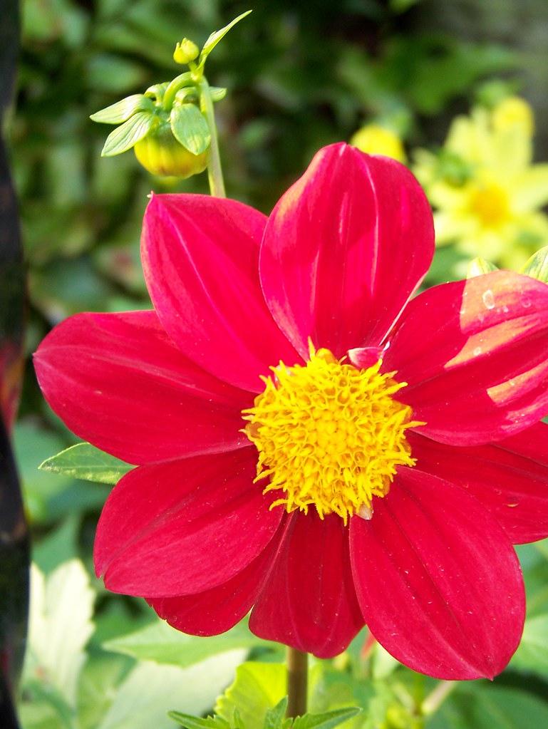 You Can Call Me Flower If You Want To Kristy Flickr