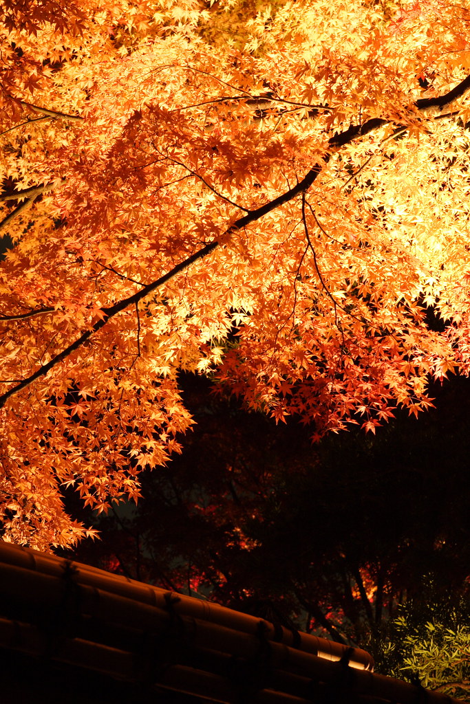 Lighting Leaves [MAP] mrhayata Flickr