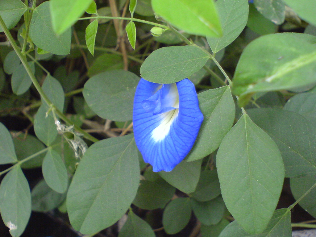 Shankha Pushpa (Marathi शंख पुष्प) Fabaceae (pea, or legu… Flickr