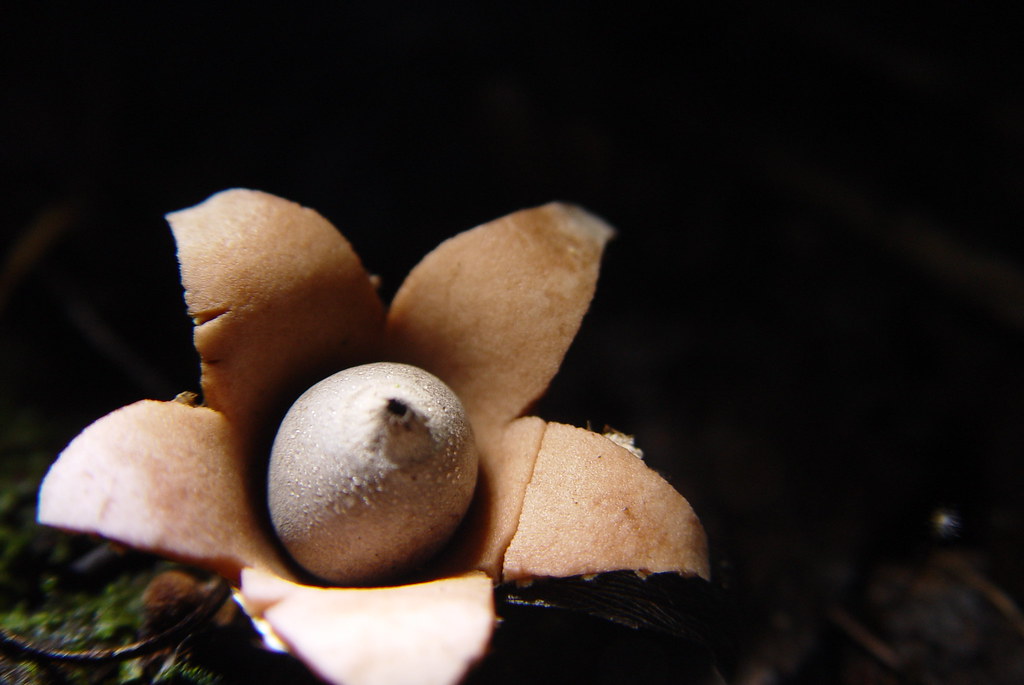 Mushroom1Grenada Beausejour Grenada truebeast Flickr