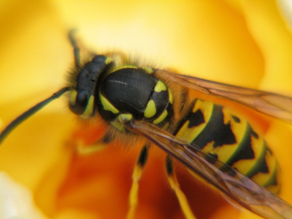 Yellow Jacket Eating Audrey Flickr
