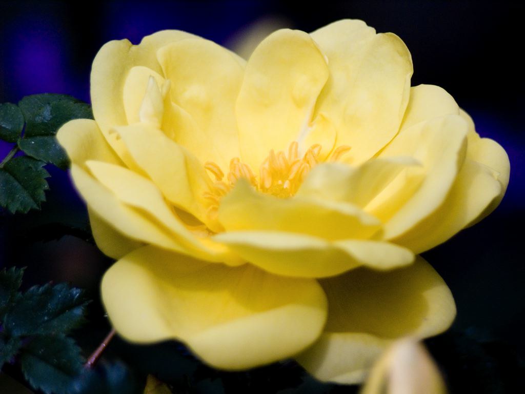 Yellow Rose of Texas Joyce has a huge Yellow Rose of Texas… Flickr