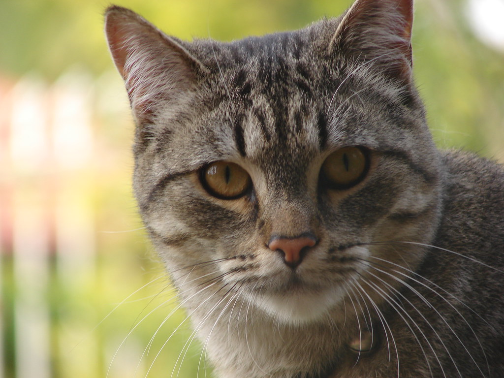 Grey tabby cat Balto, my grey tabby, male, goldeneyed, mo… Flickr