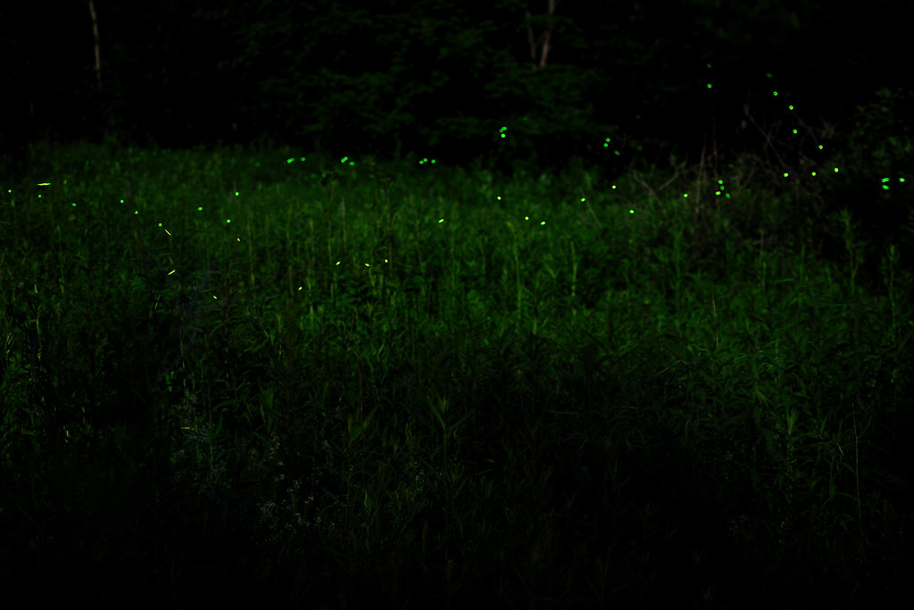 Lightning Bugs in the Glen 9718 John Marran Flickr