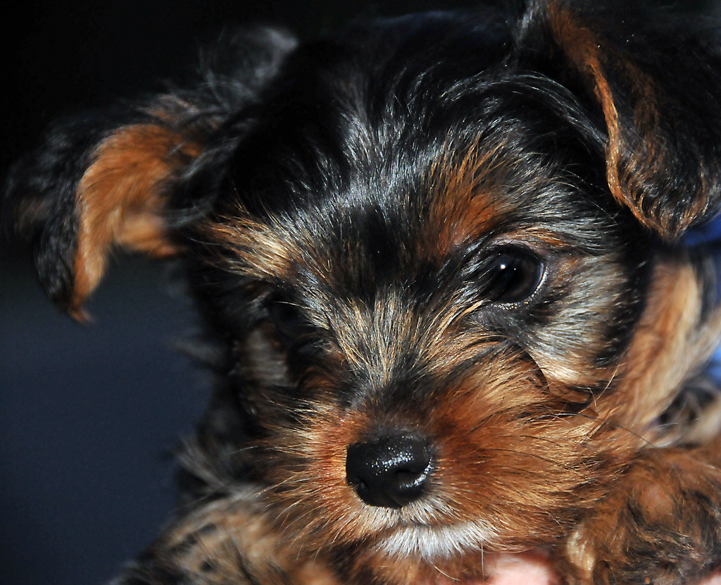 yorkie puppy black and tan 7 crop Ryan Houston Flickr