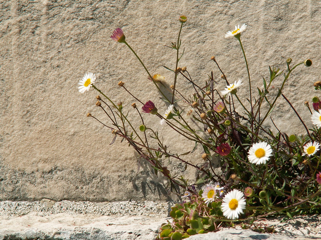 Bridge Flowers Wild flowers growing in cracks in the wall … Flickr